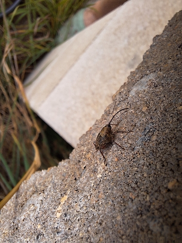 acorn weevil