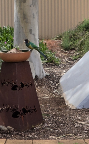 Australian Ringneck