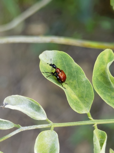 Compsapoderus erythropterus