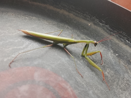 European Mantis
