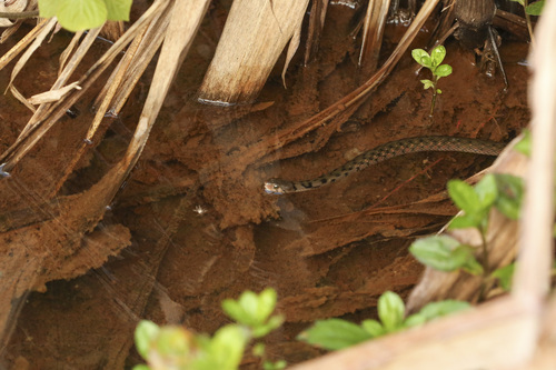 Tikiri Keelback