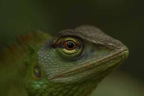 Common Green Forest Lizard