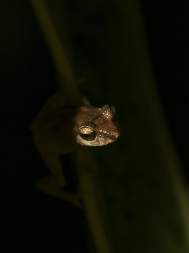 Common Shrub Frog