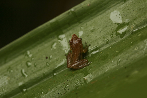 Sri Lanka Petite Shrub Frog