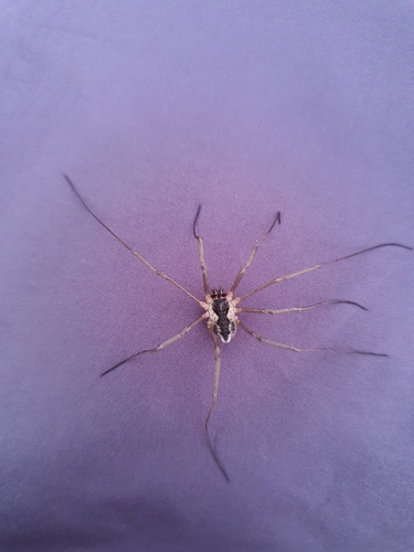 Saddleback Harvestman