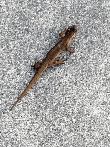 Smooth Newt