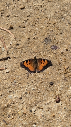 iNaturalist observation photo of California Tortoiseshell