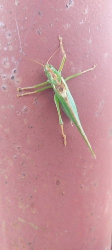 Great Green Bush-cricket