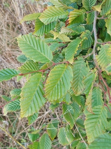 European Hornbeam