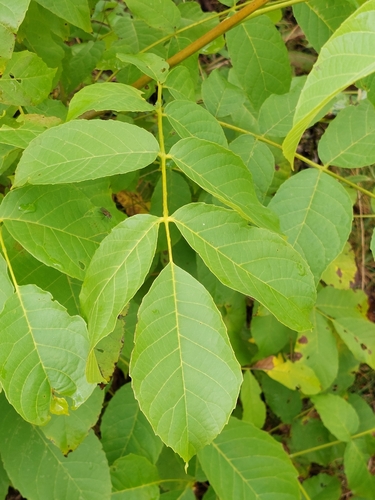 Persian walnut