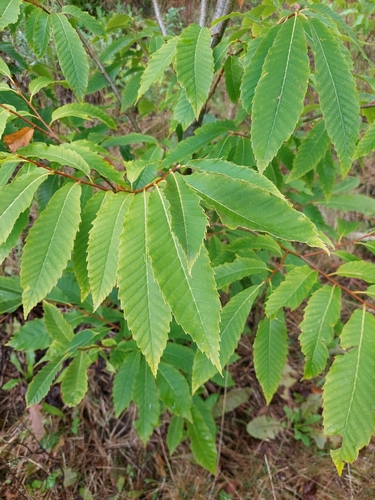 Sweet Chestnut