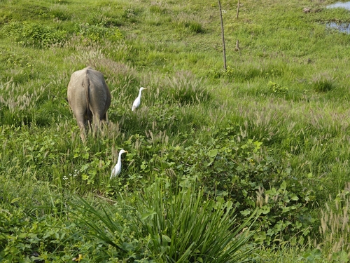 Eastern Cattle-Egret