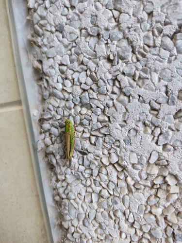 Puissant's Green-winged Grasshopper
