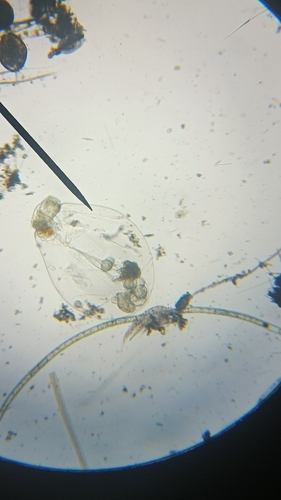 Asplanchna