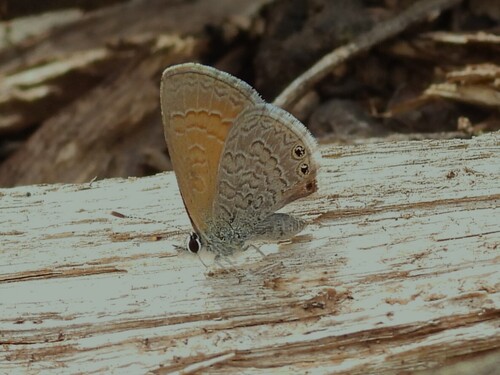 Double-spotted Line Blue