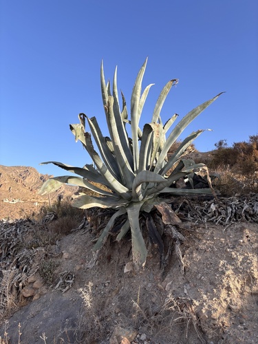 American century plant