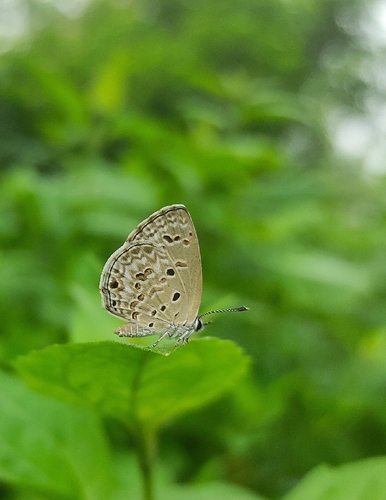 Lime Blue