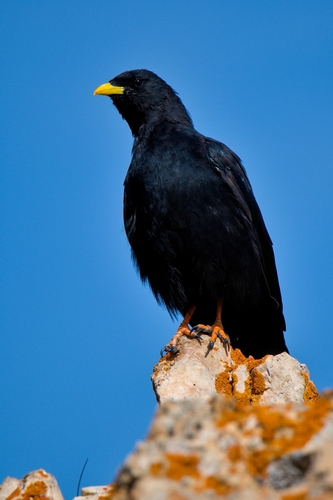 Yellow-billed Chough