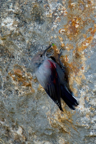 Wallcreeper