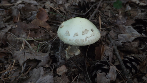 False Death-cap