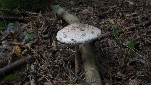 Parasol