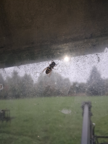 Common European Yellowjacket