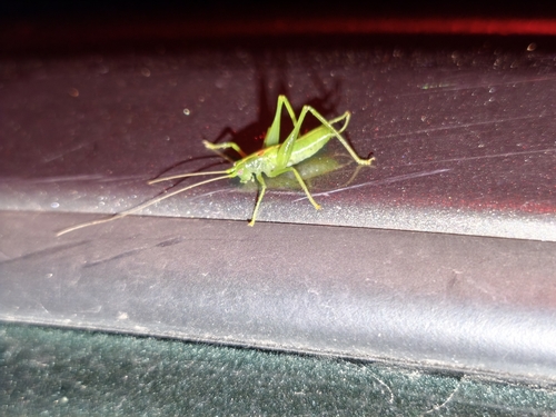 Southern Oak Bush-cricket