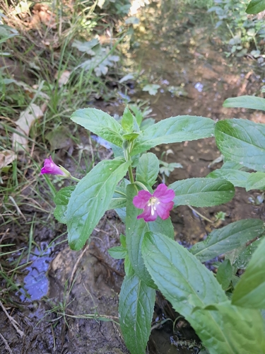 Great Willowherb