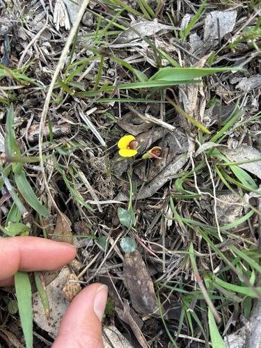 creeping bossiaea