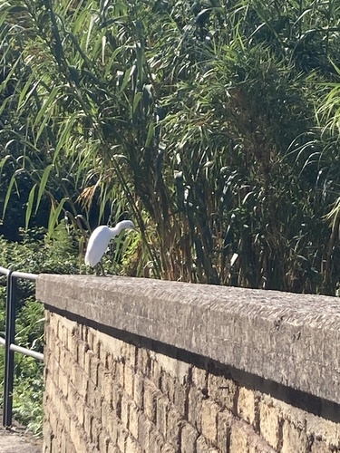 Western Cattle-Egret