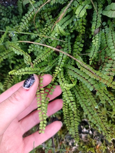 maidenhair spleenwort