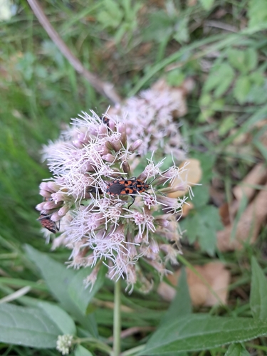 Spilostethus saxatilis