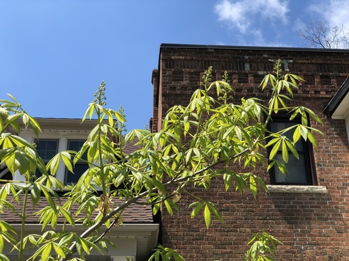 Aesculus X arnoldiana