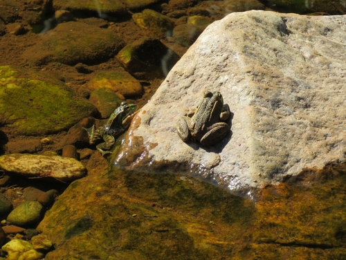 Iberian Green Frog