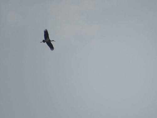 Black Stork