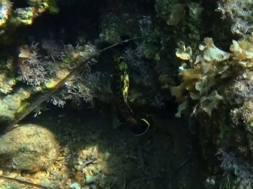 Dusky Grouper