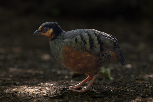 Chestnut-bellied Partridge