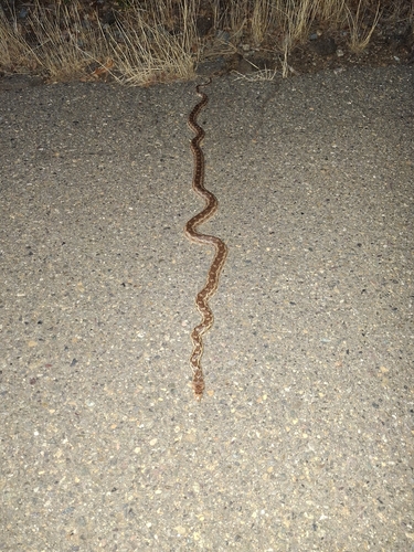 Gopher Snake