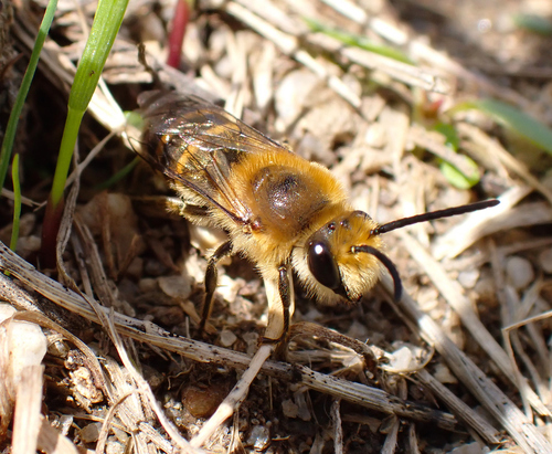 Ivy Cellophane Bee