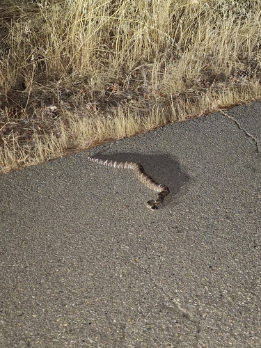 Northern Pacific Rattlesnake