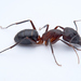 Camponotus pilicornis - Photo (c) Oscar Díaz, todos los derechos reservados, subido por Oscar Díaz