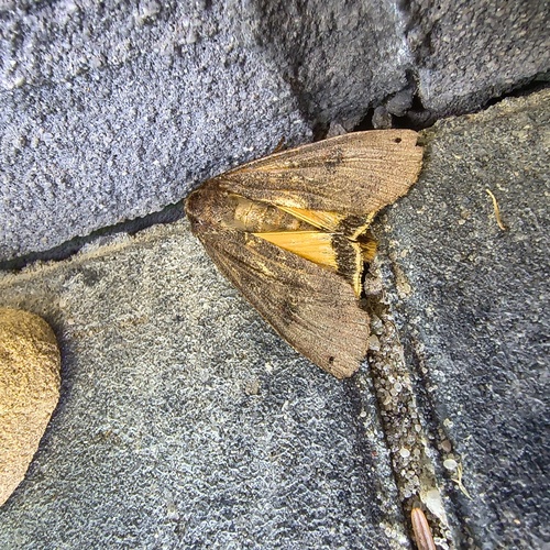 Large Yellow Underwing