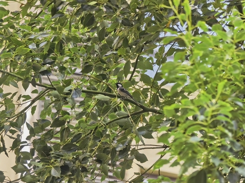 Asian Tit