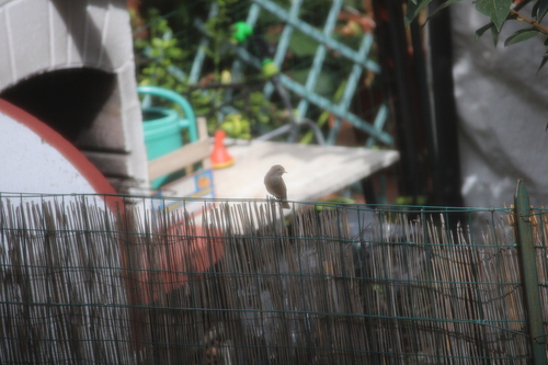 Black Redstart