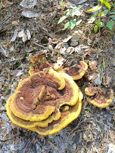 European Dyer's Polypore