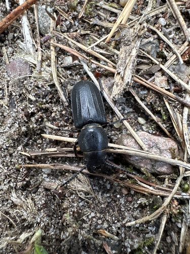 Black Longicorn Beetle