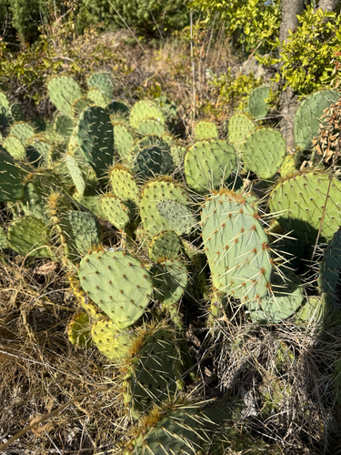 Western Pricklypear