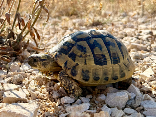 Hermann's Tortoise