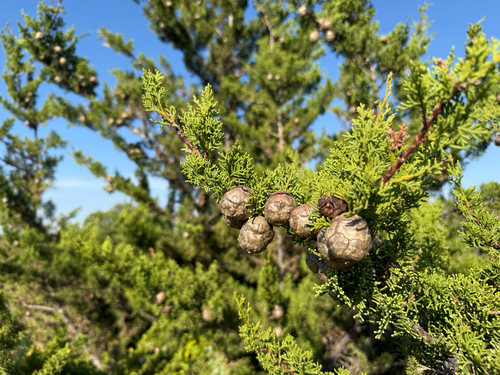 Mediterranean cypress