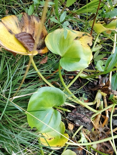 marsh calla